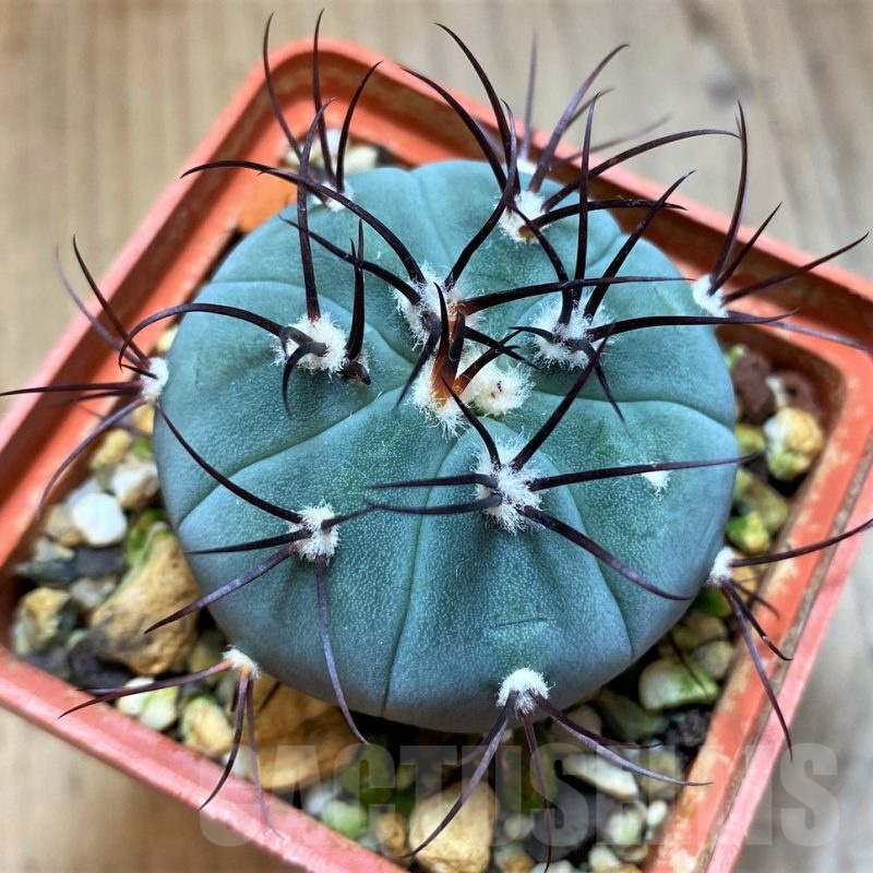 SH21595 Gymnocalycium cabreraense VOS2122