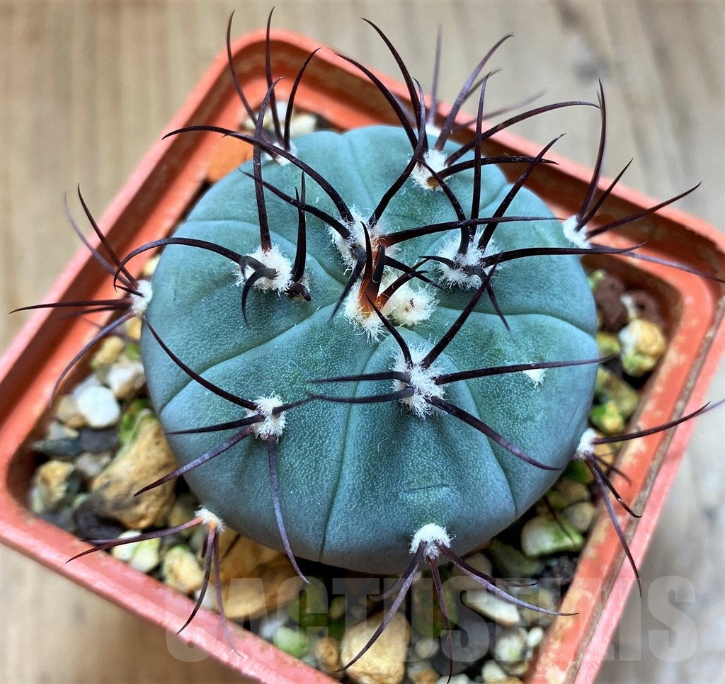SH21595 Gymnocalycium cabreraense VOS2122