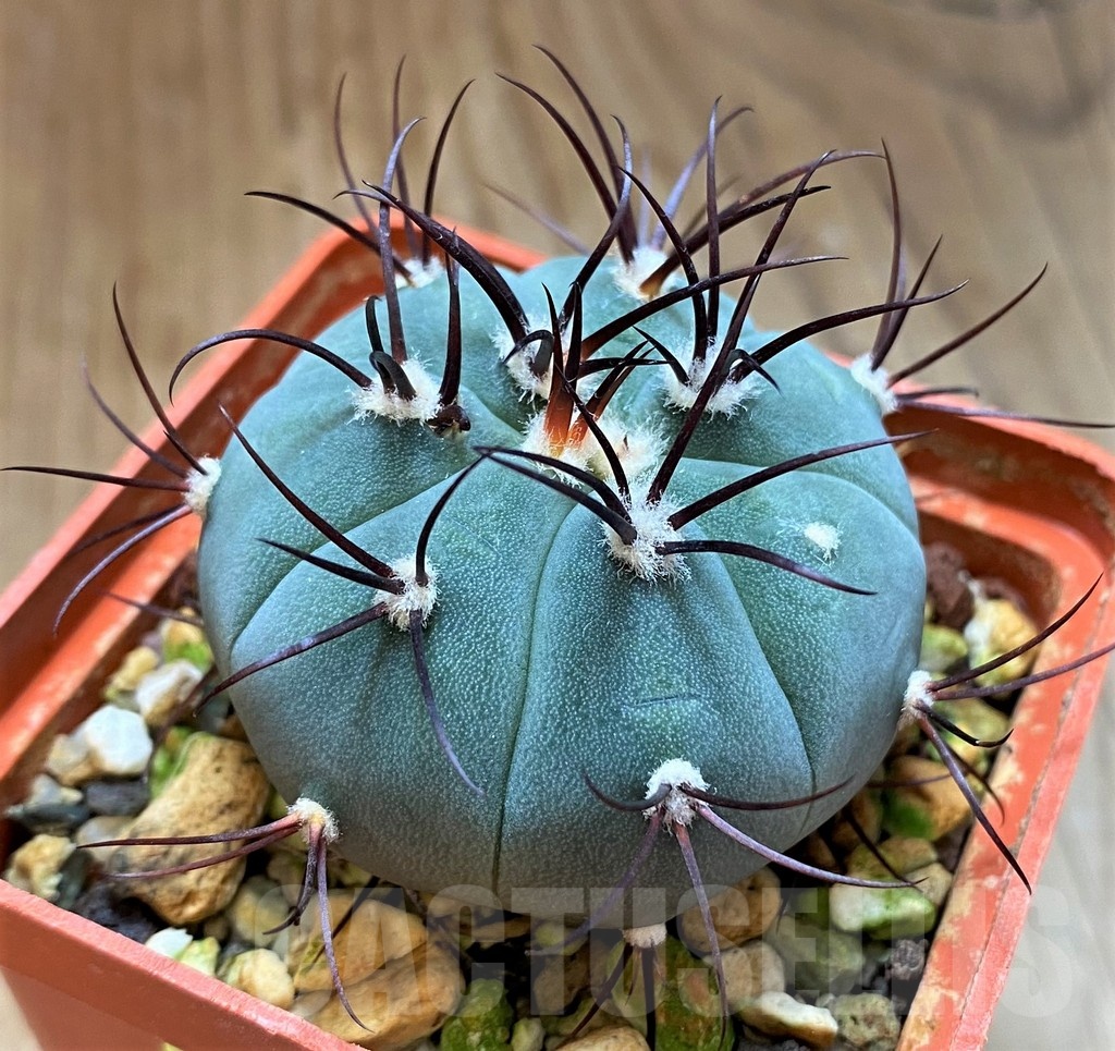 SH21595 Gymnocalycium cabreraense VOS2122 - Image 2