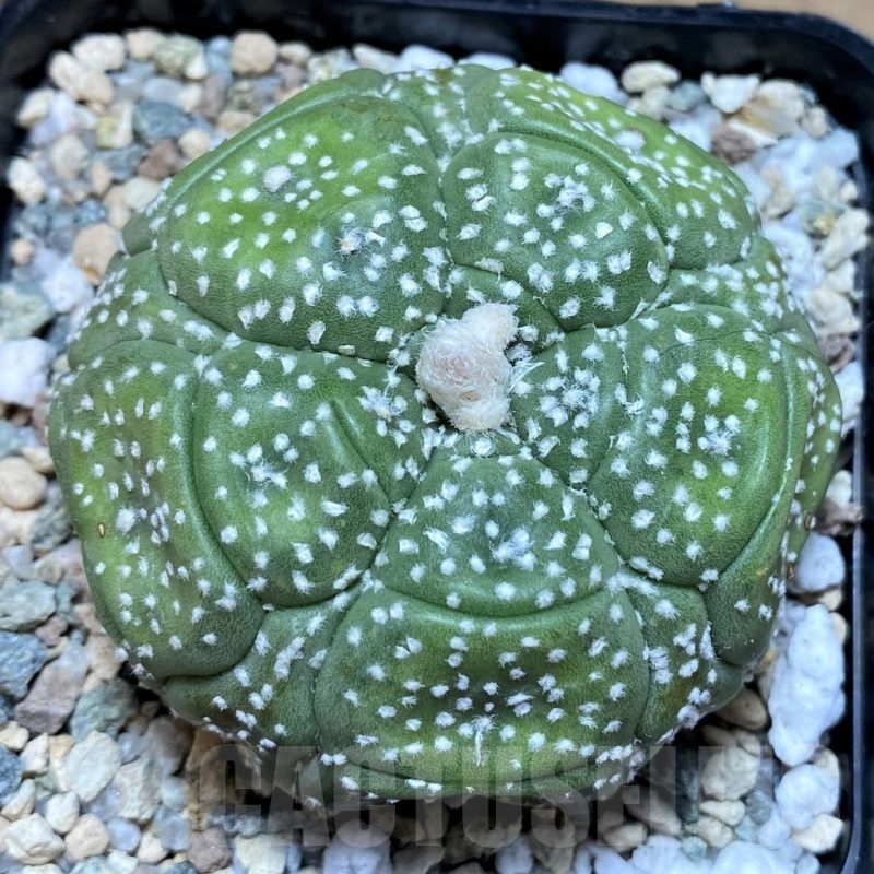 SH21597 Astrophytum asterias 'Kikko', 5 ribs