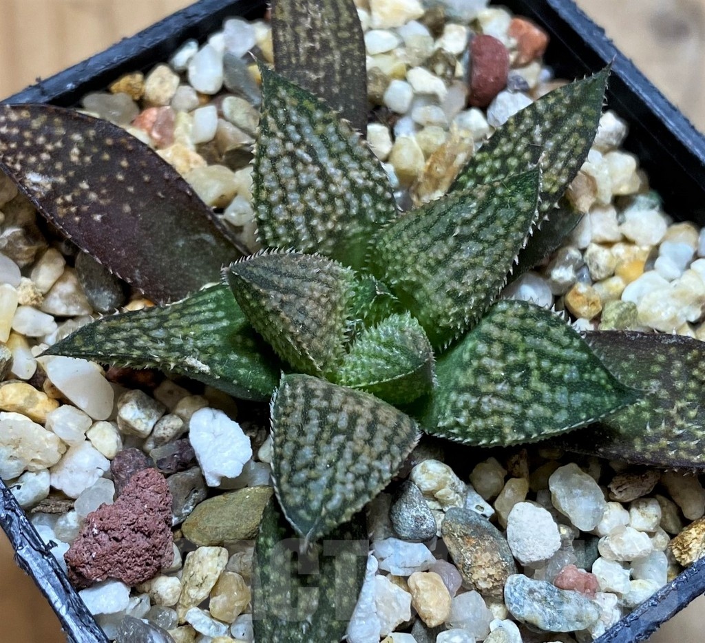 SH21546 Haworthia ‘Metarika’ x splendens - Image 2