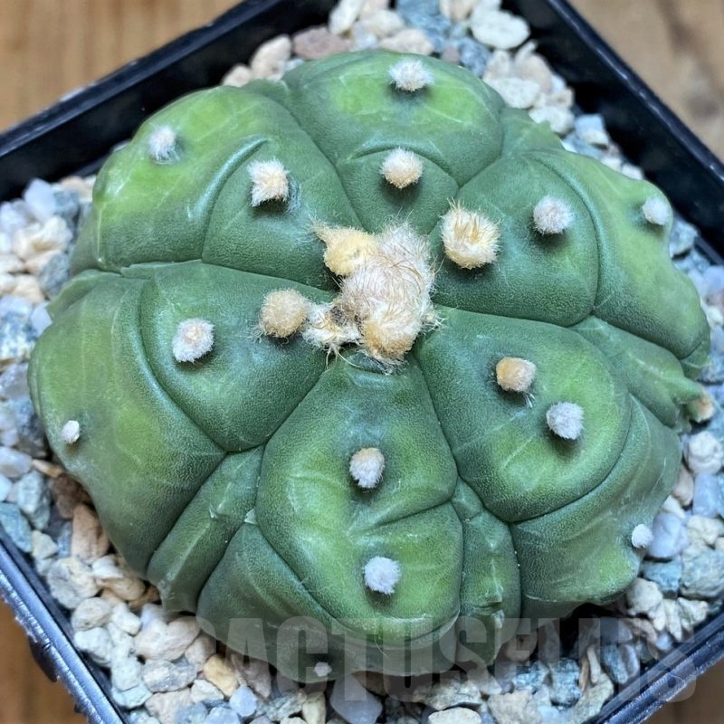 SH21599 Astrophytum asterias 'Kikko', 5 ribs