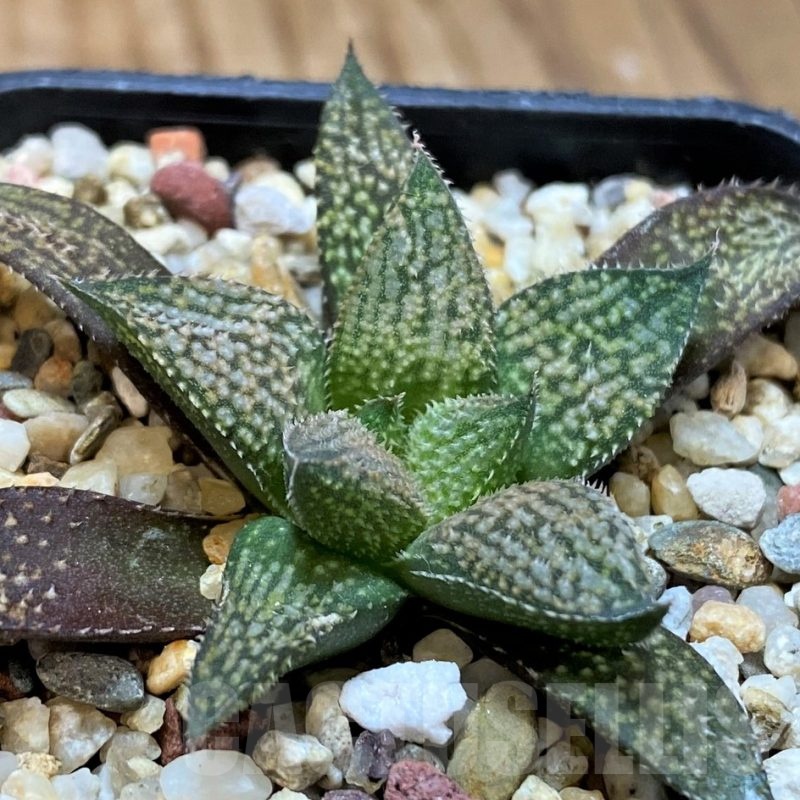 SH21546 Haworthia ‘Metarika’ x splendens