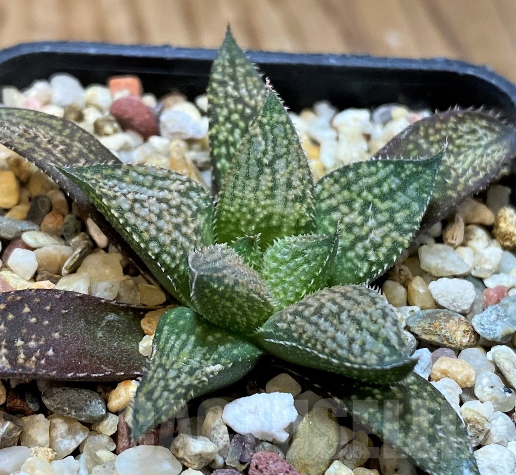 SH21546 Haworthia ‘Metarika’ x splendens