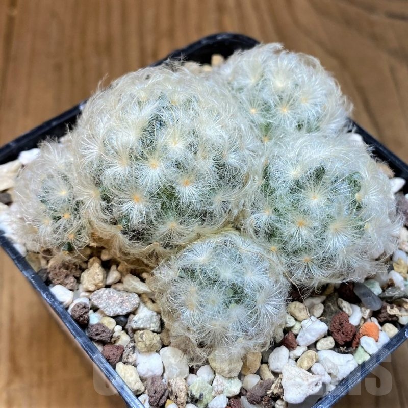 SH21601 Mammillaria plumosa