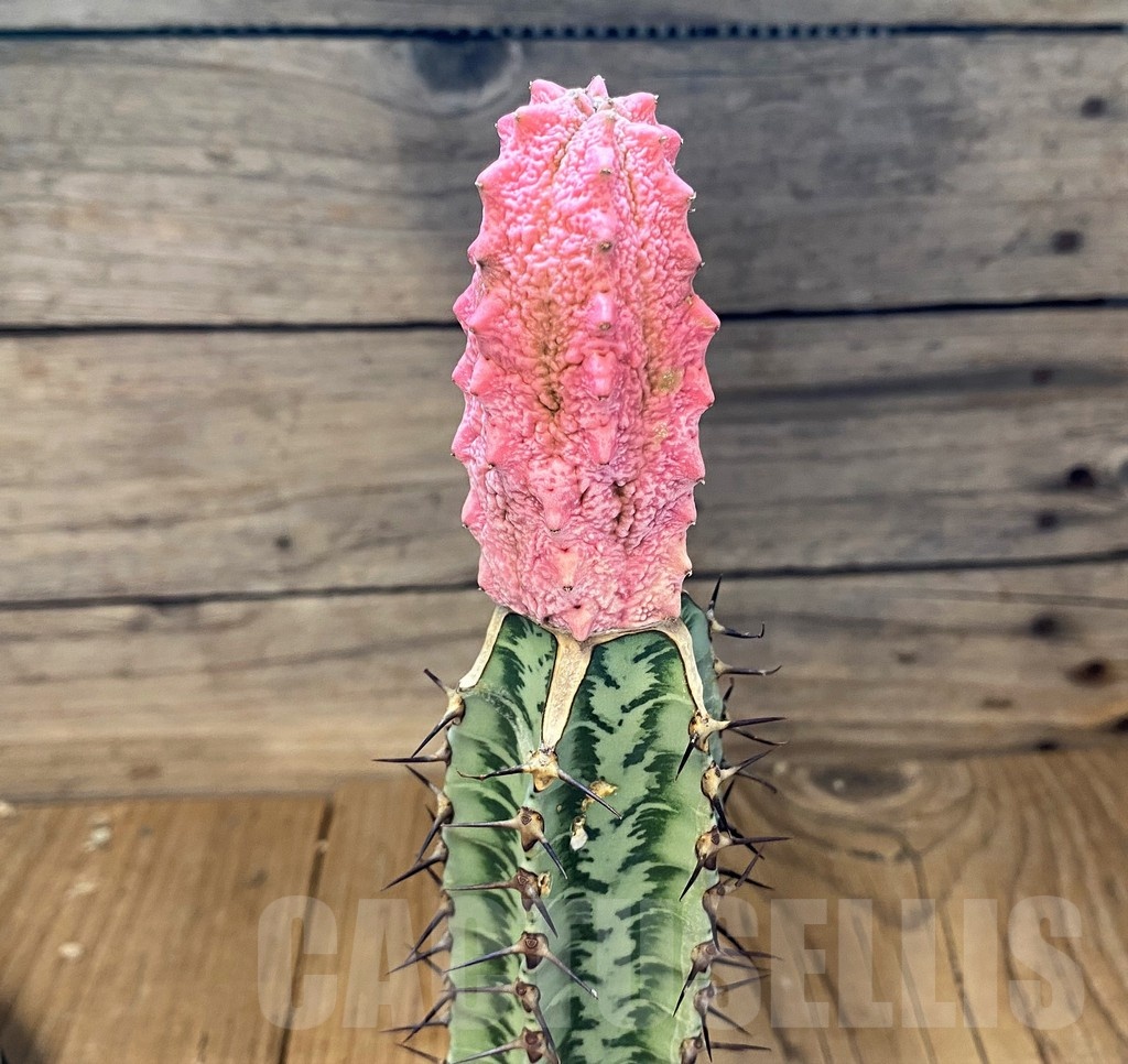 SH21603 Euphorbia abdelkuri 'Damask', grafted - Image 3