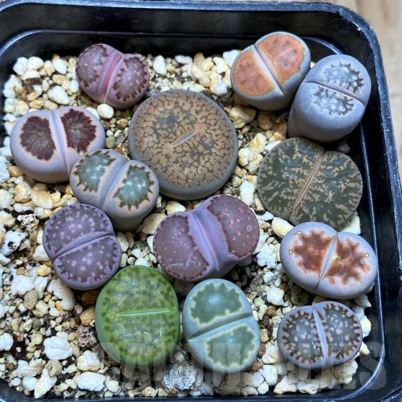 SH21604 Lithops mix