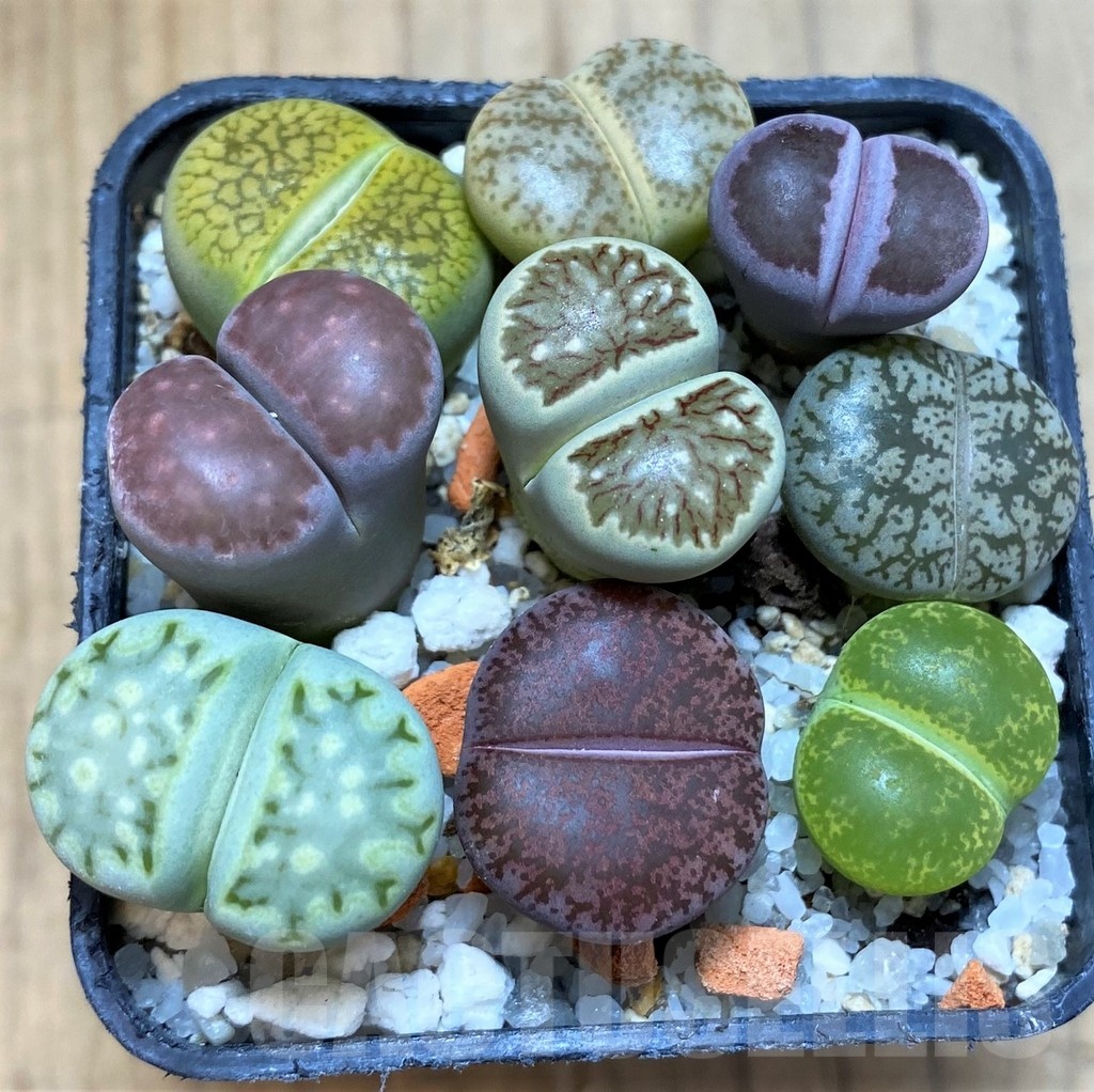 SH21607 Lithops mix
