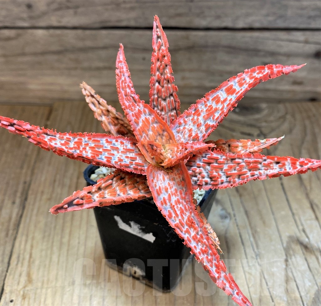 SH21677 Aloe TCT hybrid - Image 2