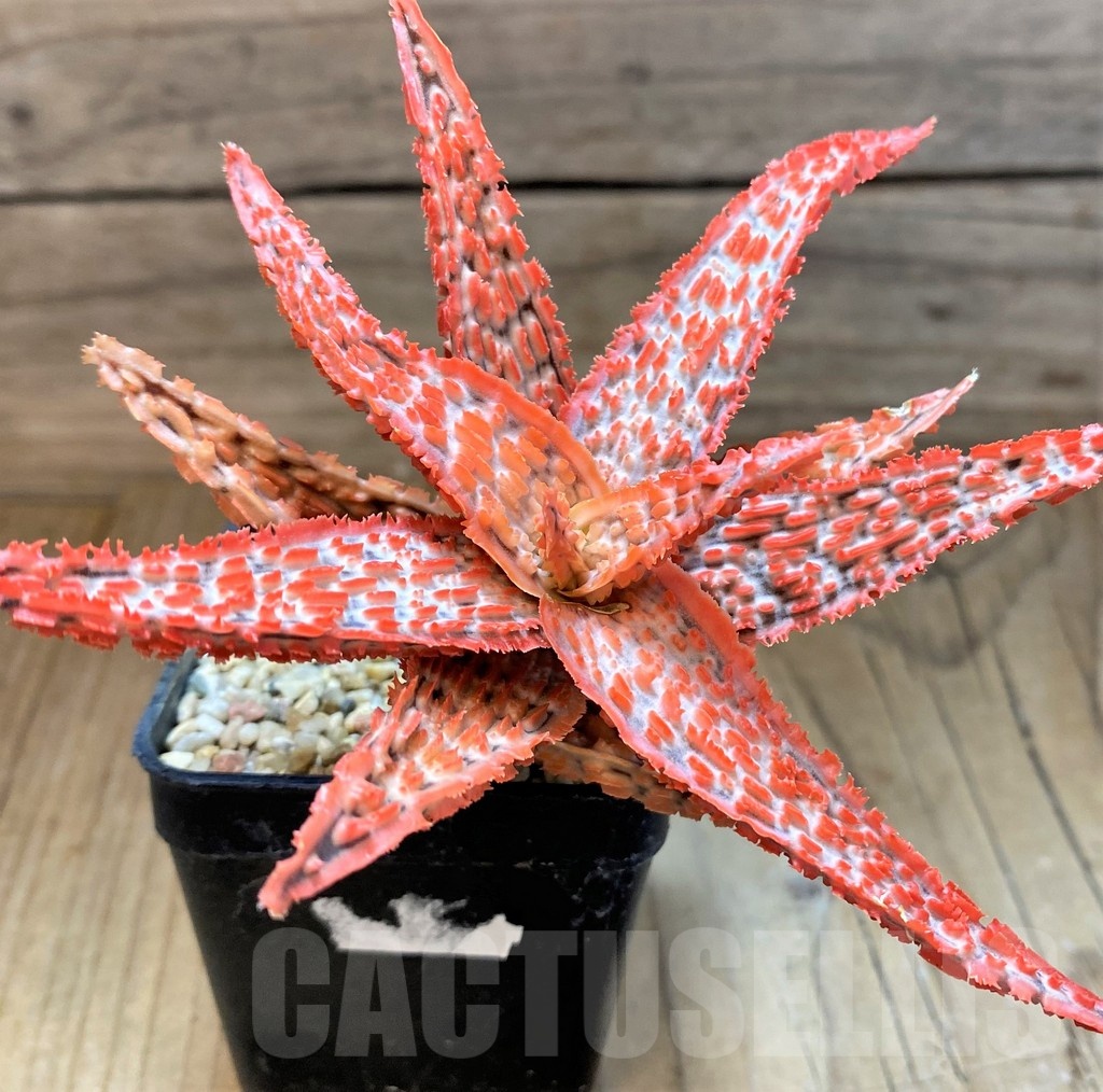 SH21677 Aloe TCT hybrid