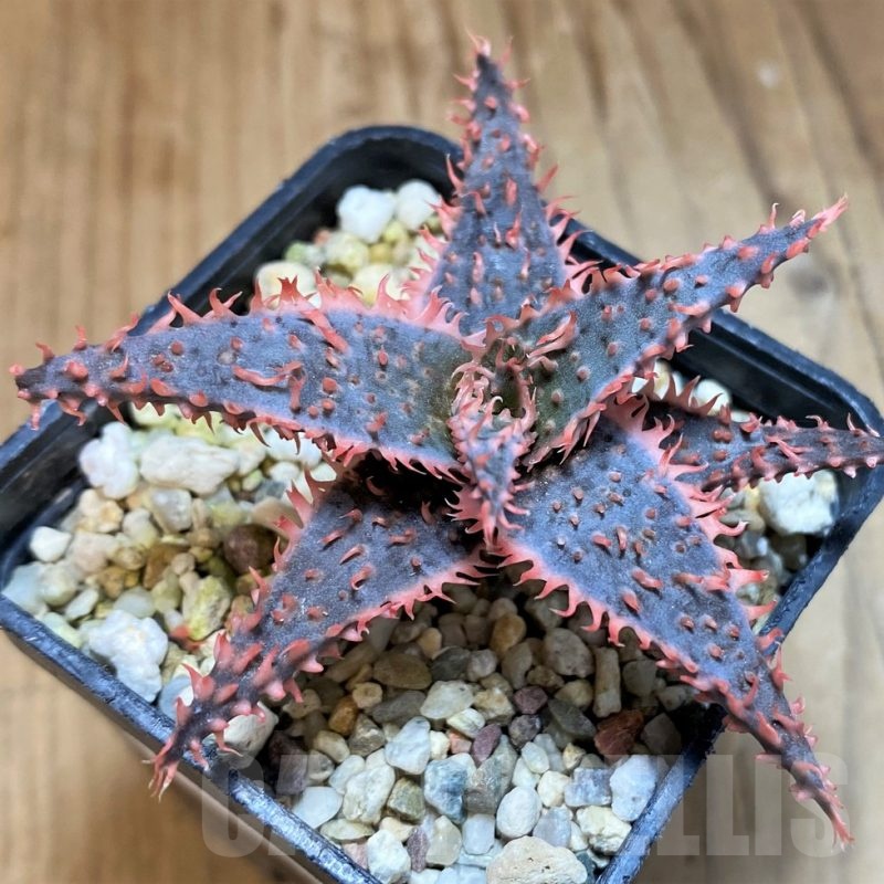 SH21547 Aloe TCT hybrid