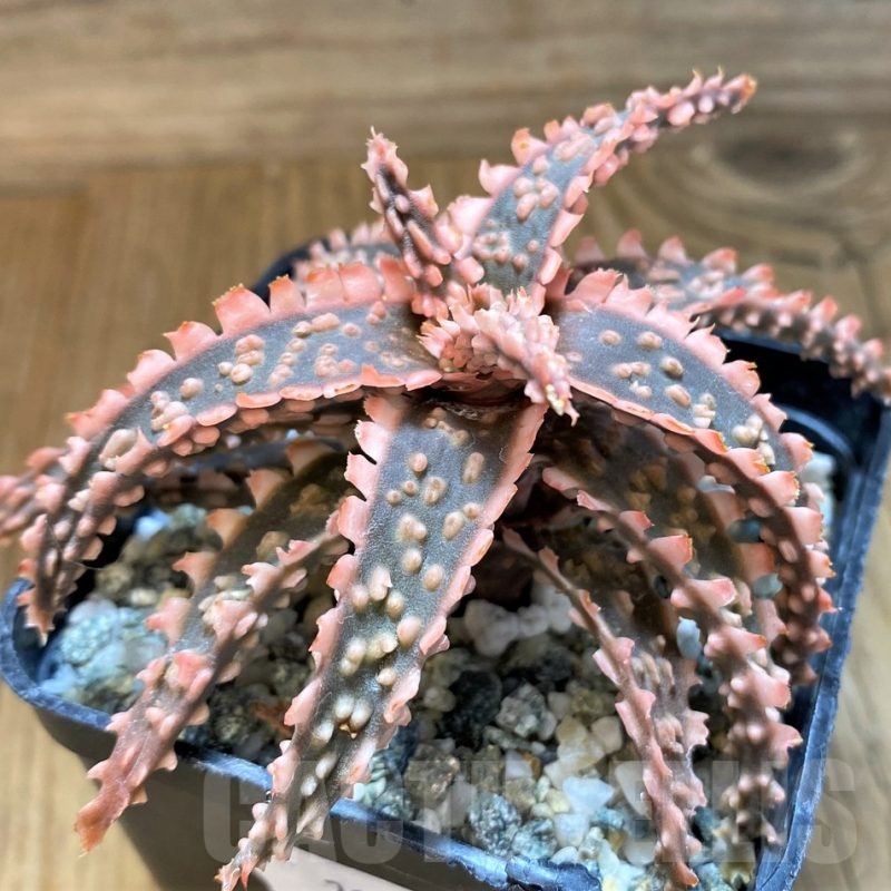 SH21548 Aloe TCT hybrid