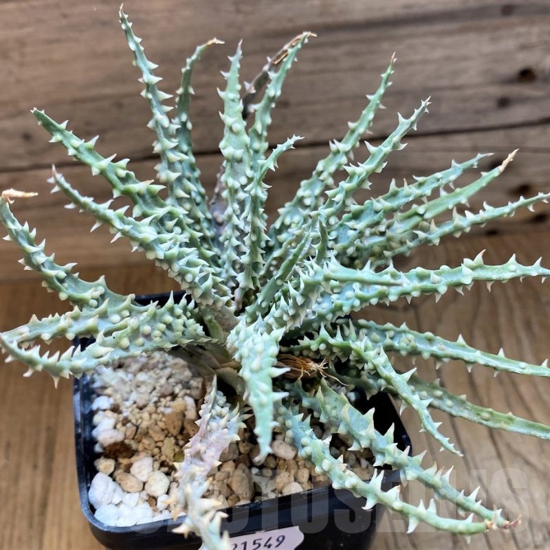 SH21549 Aloe humilis