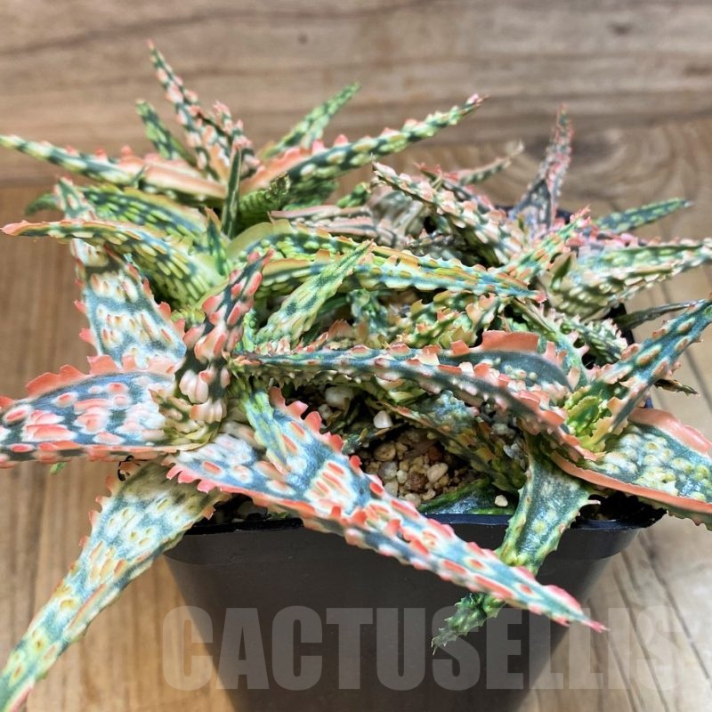 SH21550 Aloe TCT hybrid mix