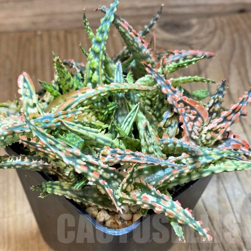 SH21551 Aloe TCT hybrid mix