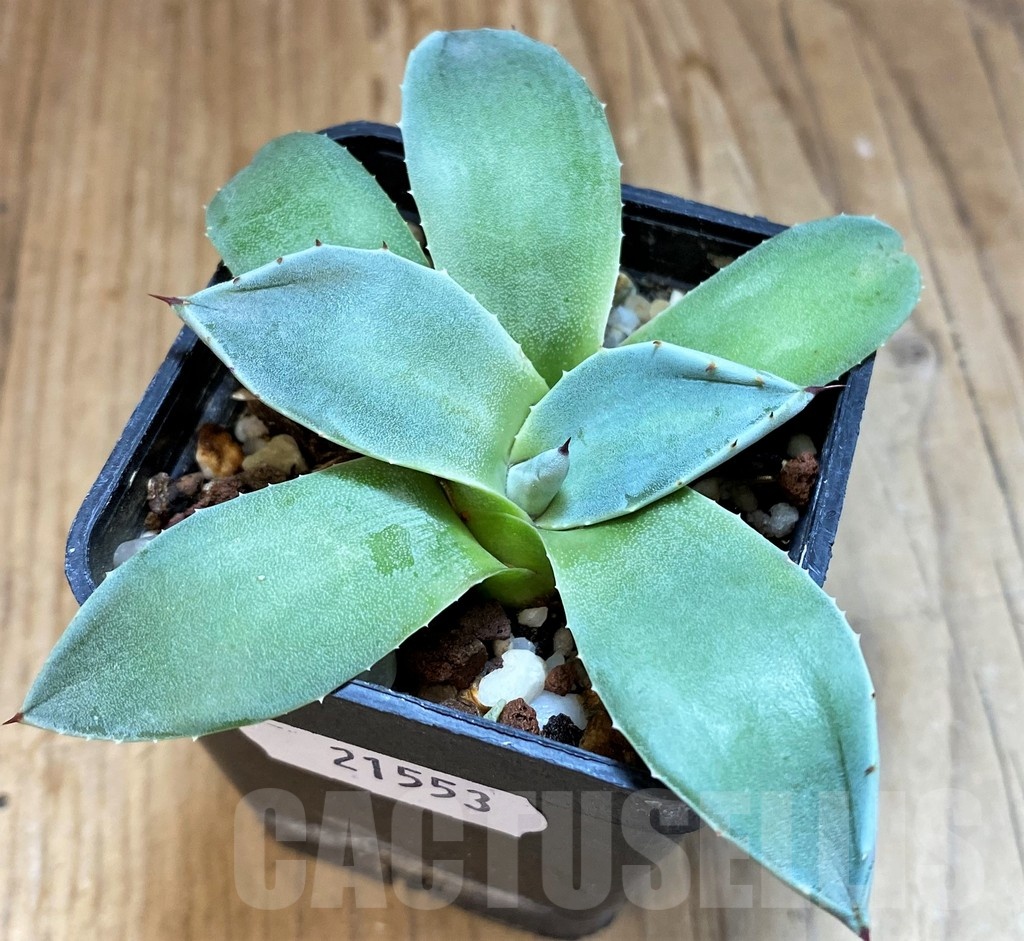 SH21553 Agave potatorum - Image 2