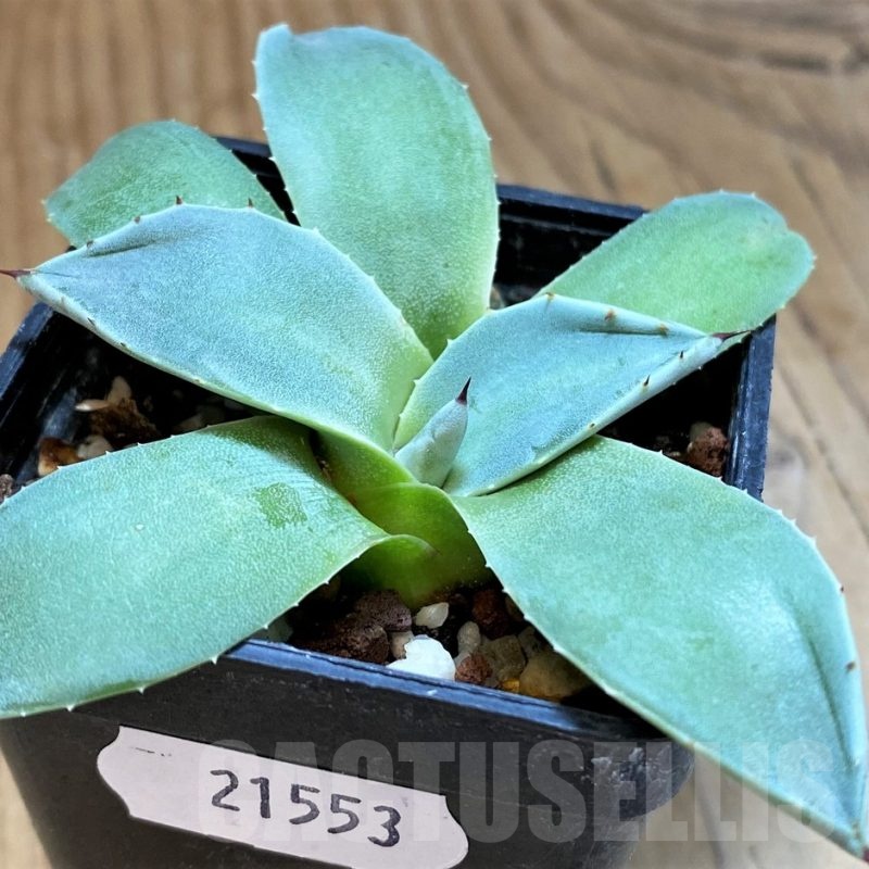 SH21553 Agave potatorum