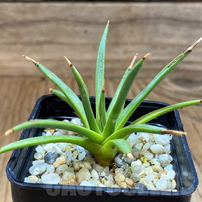 SH21554 Agave albopilosa