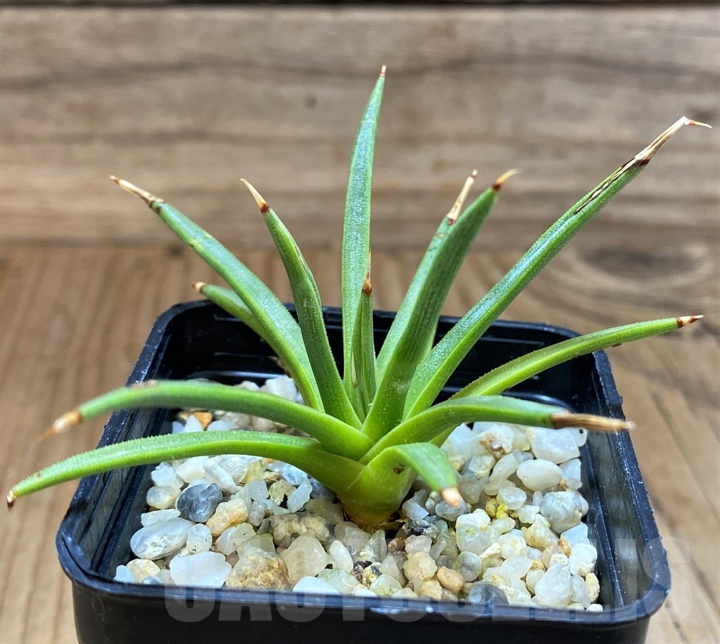 SH21554 Agave albopilosa