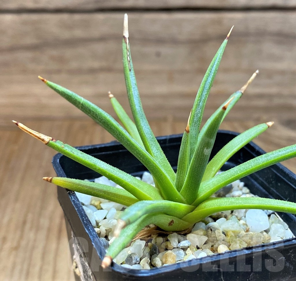 SH21554 Agave albopilosa - Image 2