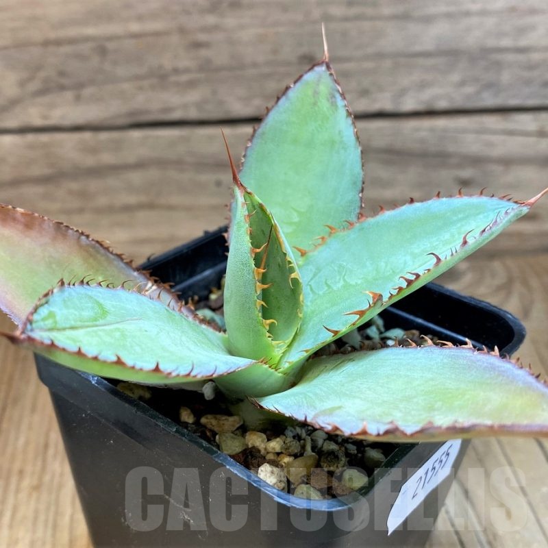SH21555 Agave bovicornuta
