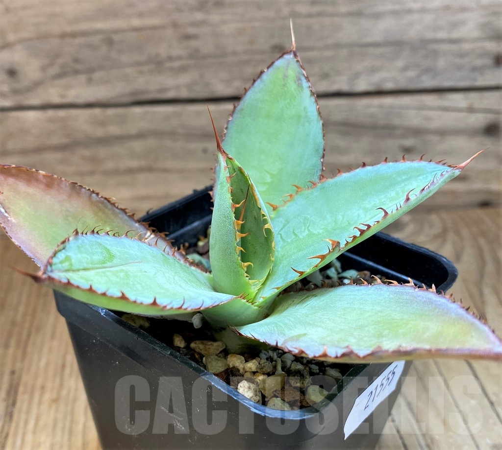 SH21555 Agave bovicornuta
