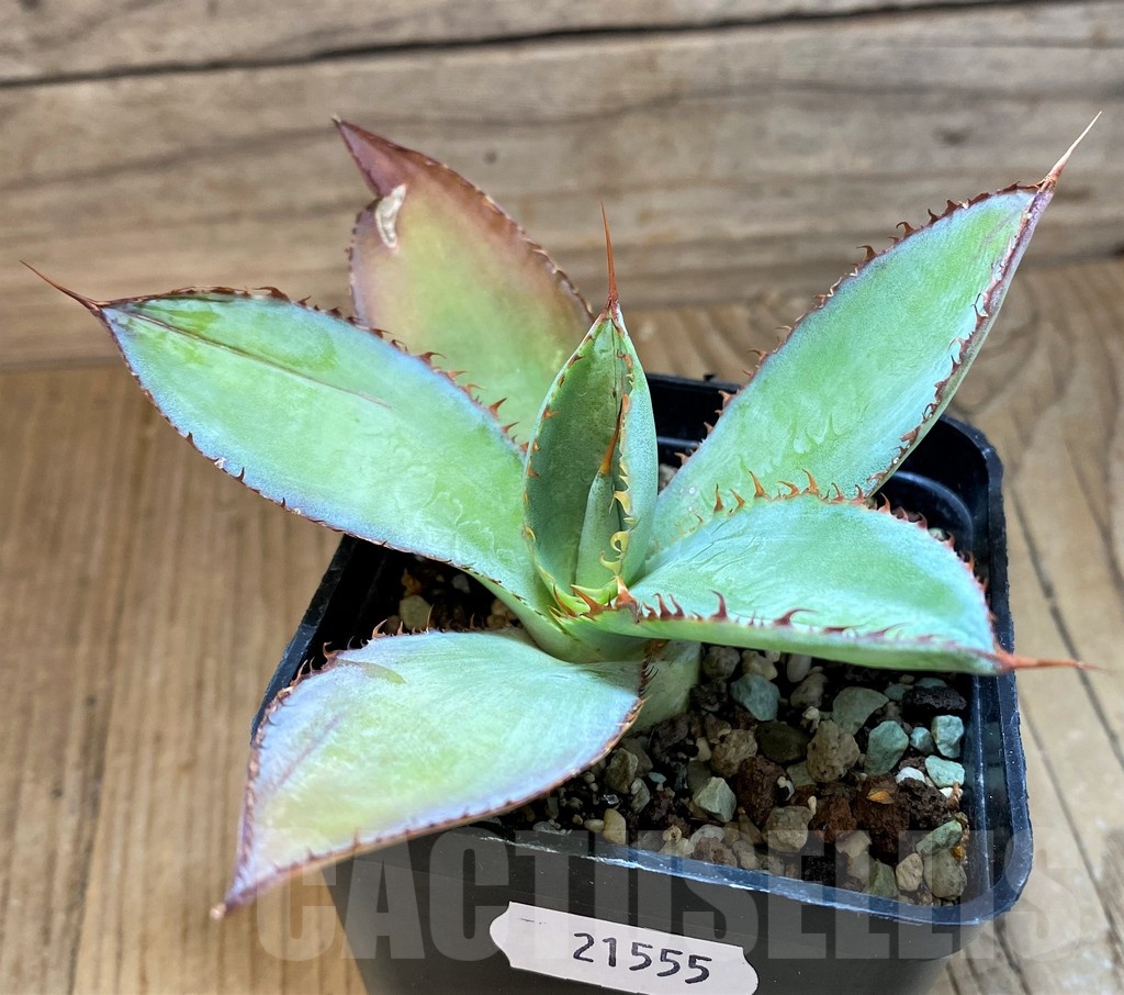 SH21555 Agave bovicornuta - Image 2