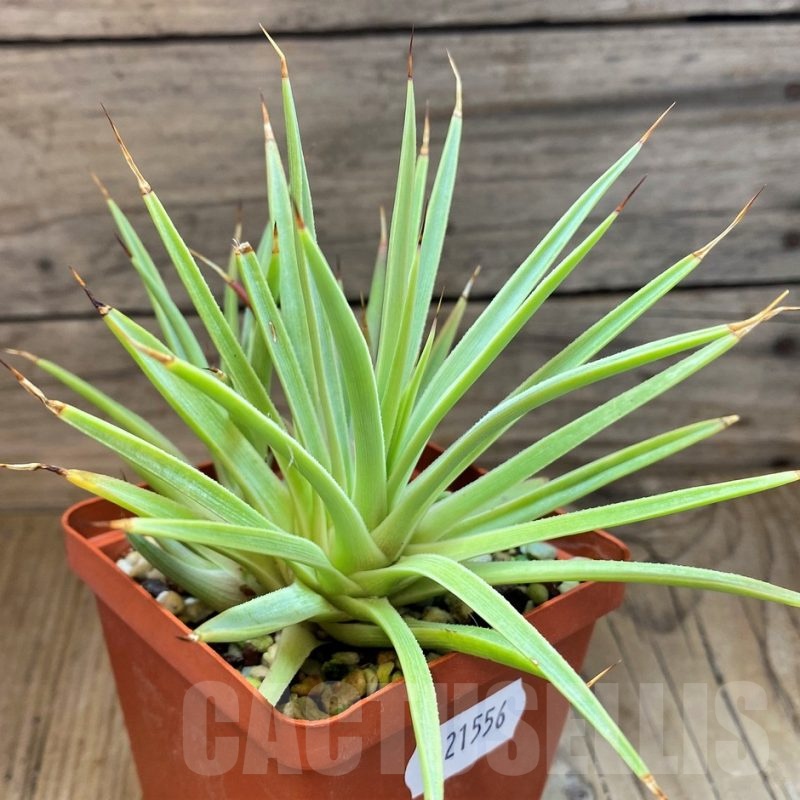 SH21556 Agave stricta 'Nana'