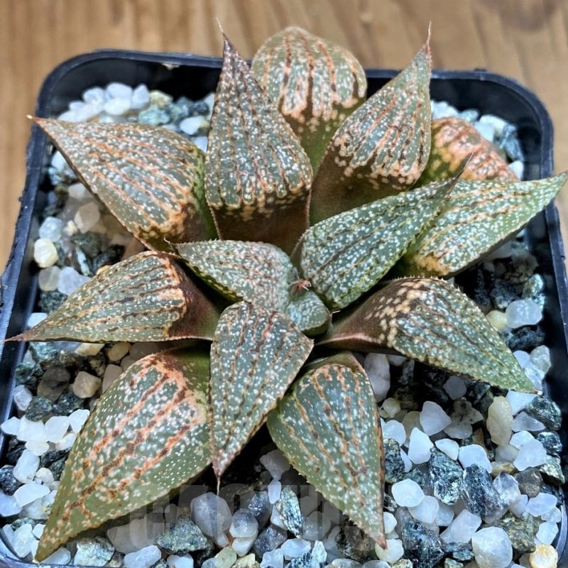 SH21542 Haworthia picta -Japan-