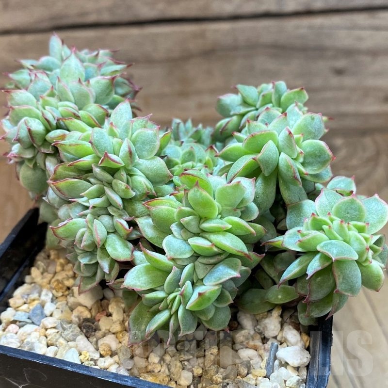 SH21557 Echeveria hybrid f. cristata