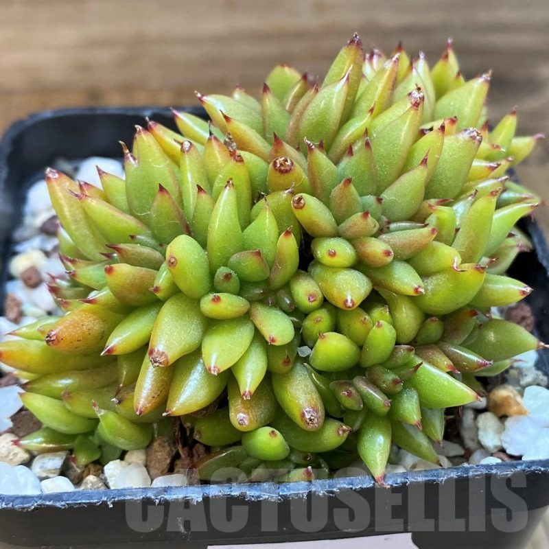 SH21558 Echeveria agavoides f. cristata