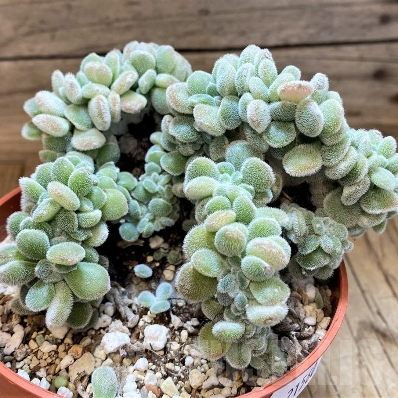 SH21560 Echeveria pulvinata ‘Frosty’ f. cristata