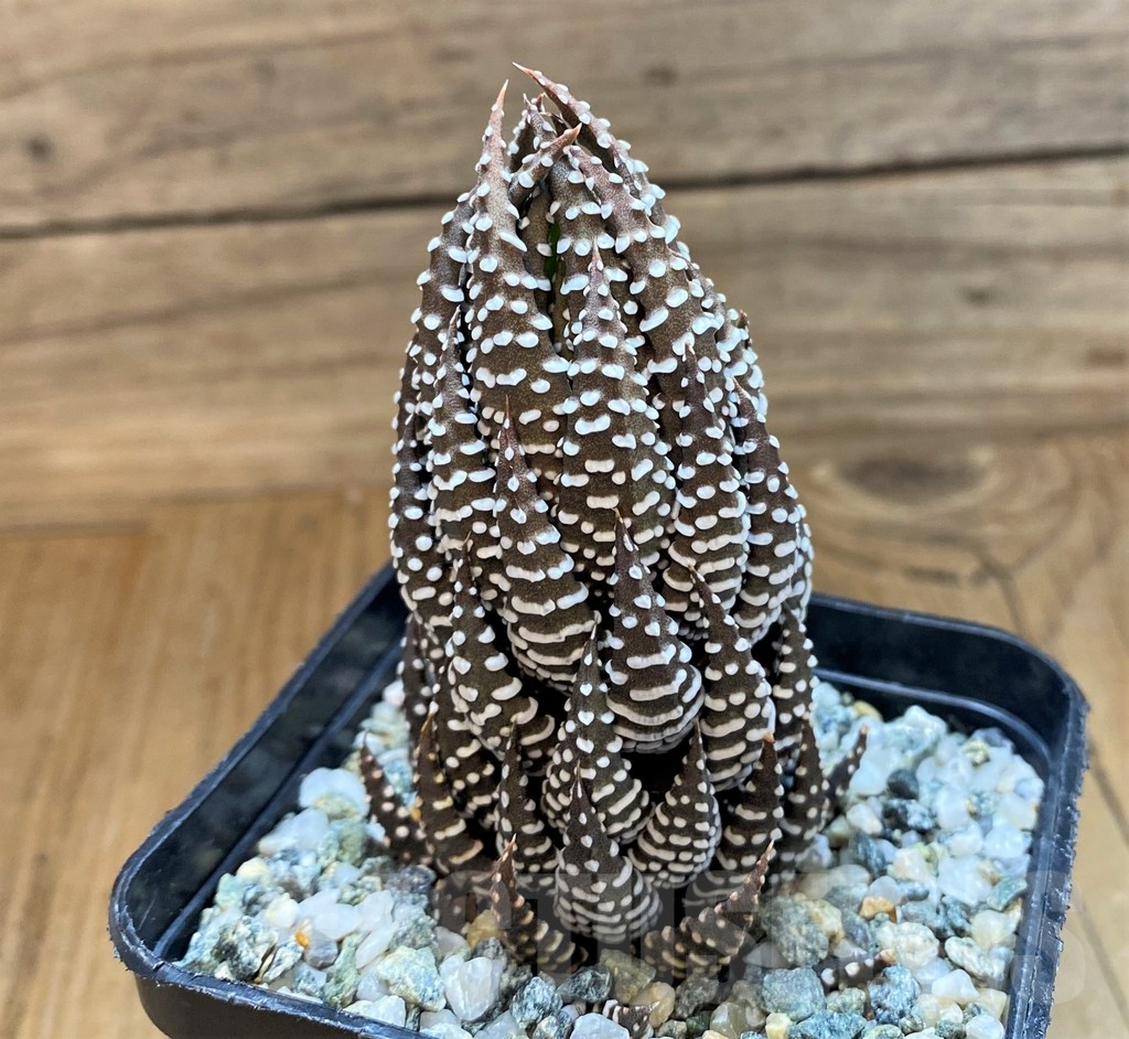 SH21543 Haworthia reinwardtii - Image 2