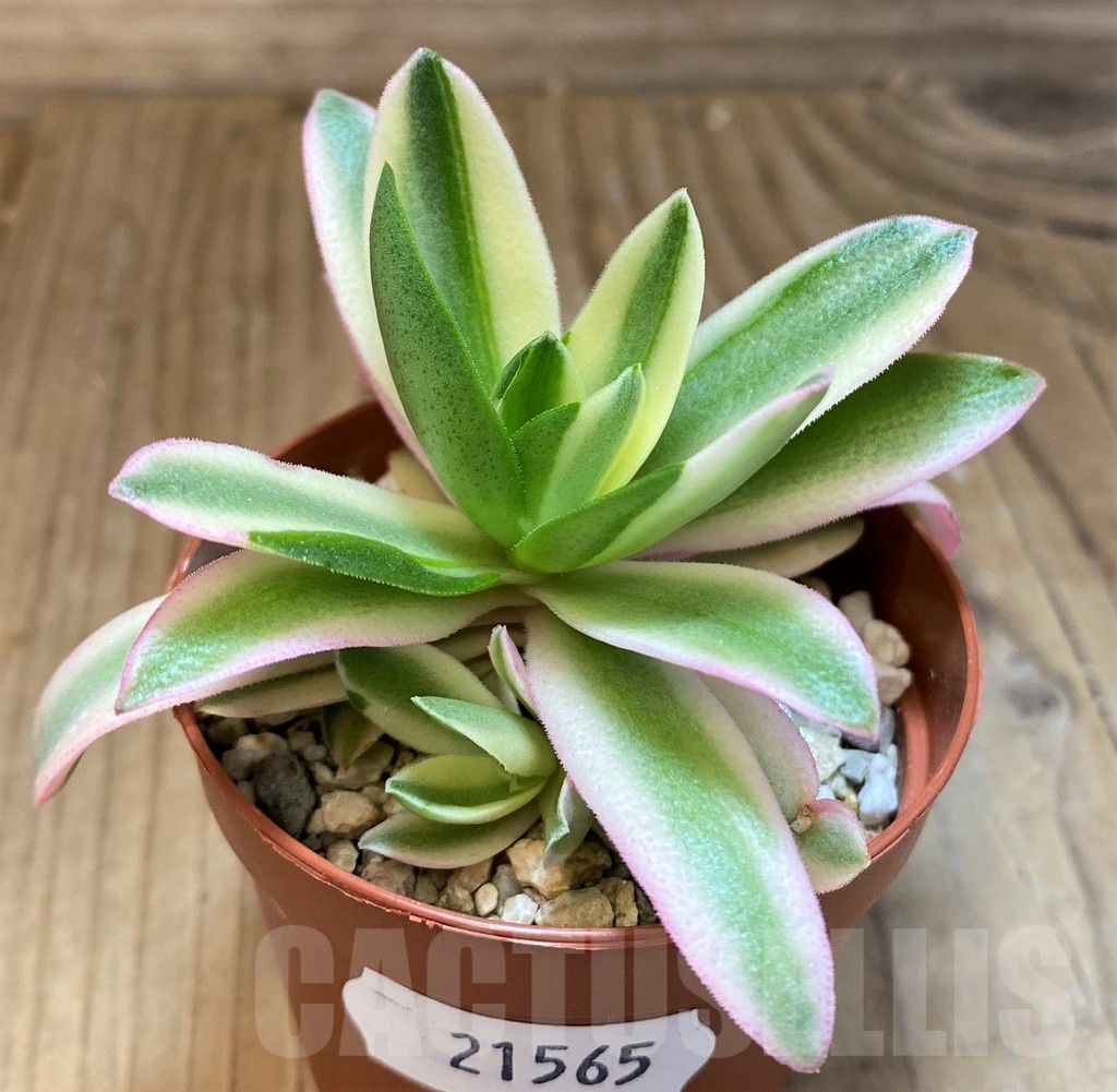 SH21565 Crassula capitella 'Campfire' – Image 2