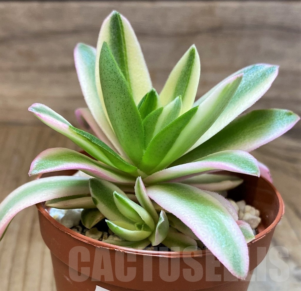 SH21565 Crassula capitella 'Campfire'