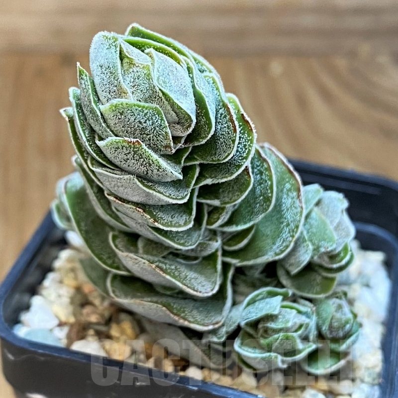 SH21566 Crassula 'Ivory Pagoda'