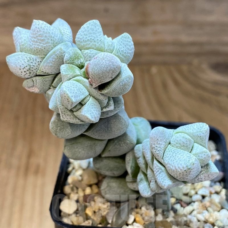 SH21567 Crassula deceptor