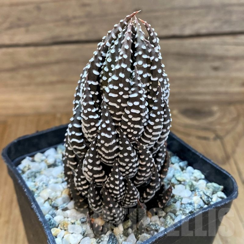 SH21543 Haworthia reinwardtii