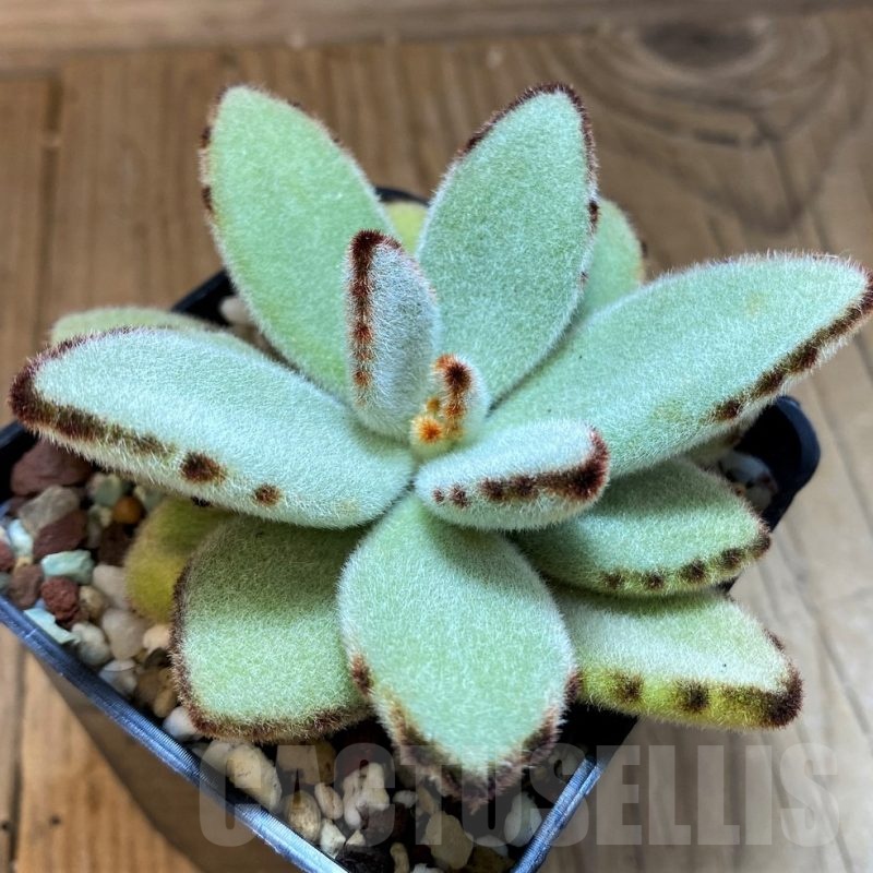 SH21569 Kalanchoe tomentosa