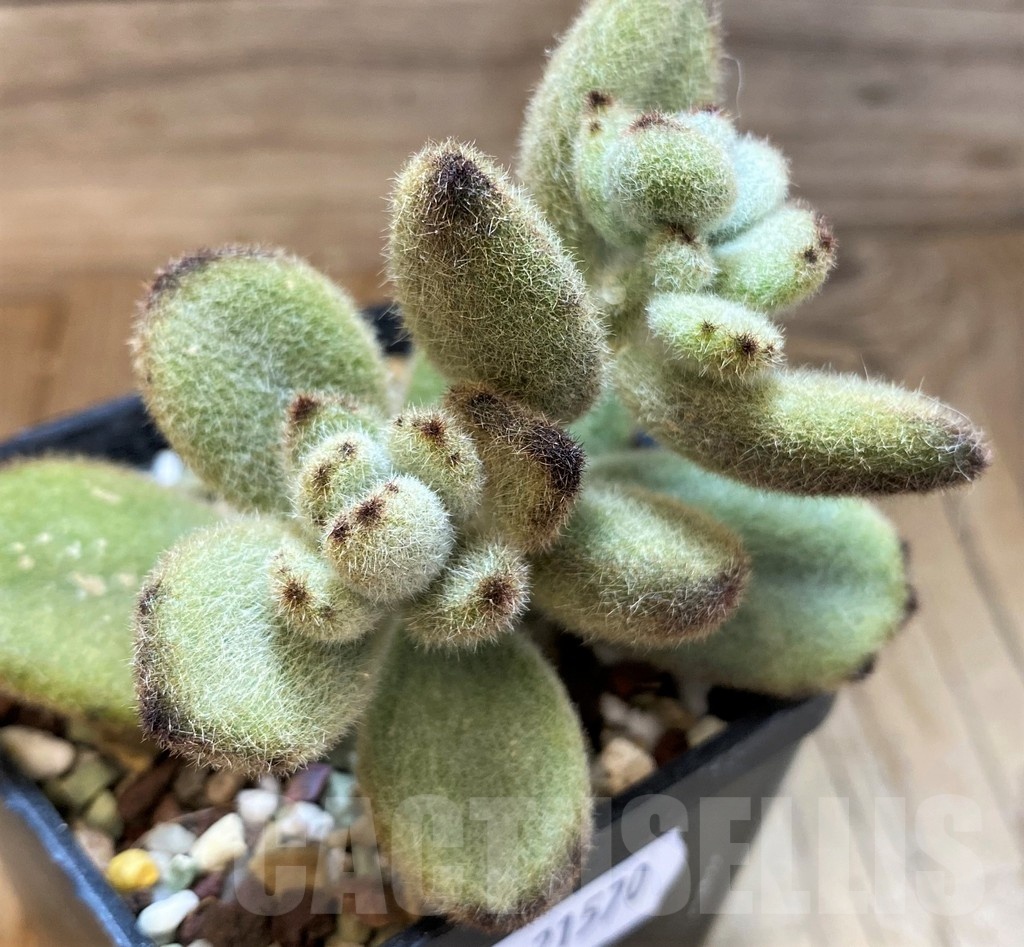 SH21570 Kalanchoe tomentosa 'Teddy Bear' - immagine 2