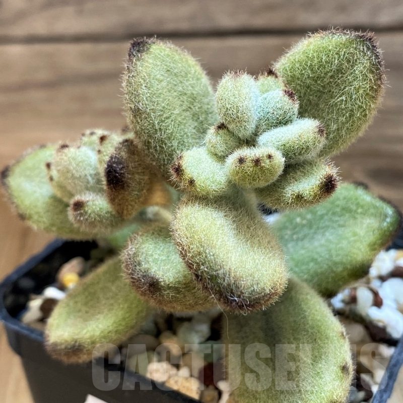 SH21570 Kalanchoe tomentosa 'Teddy Bear'