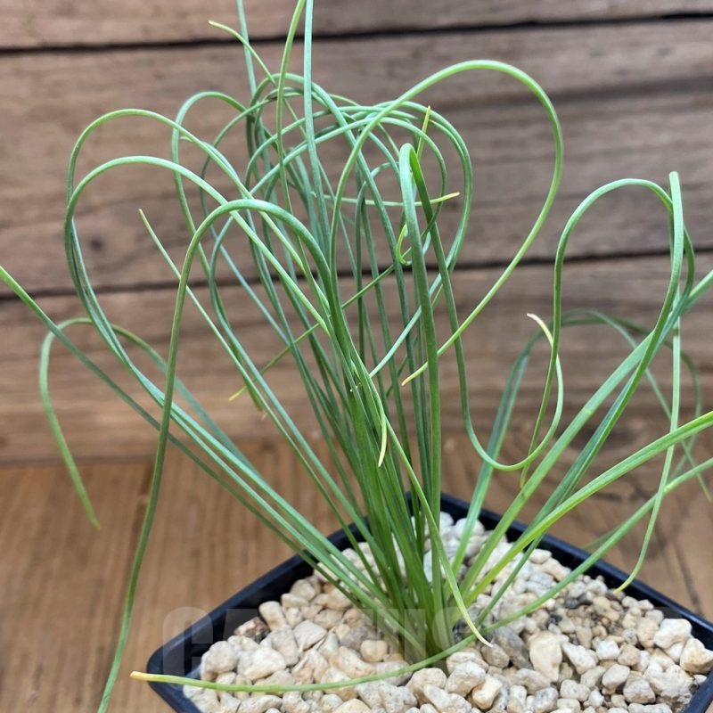 SH21571 Albuca spiralis, ex Japan