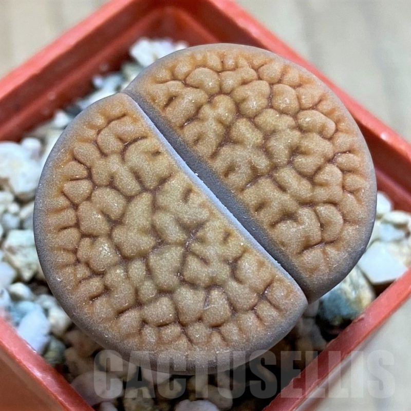 SH21751 Lithops hookeri C110