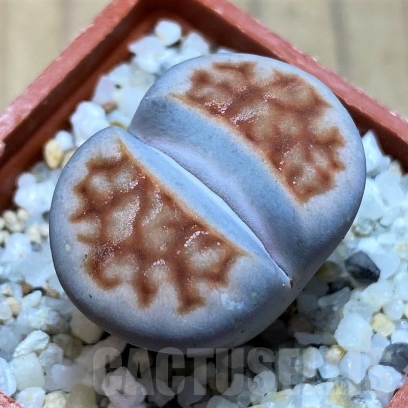 SH21795 Lithops karasmontana 'Lateritia'
