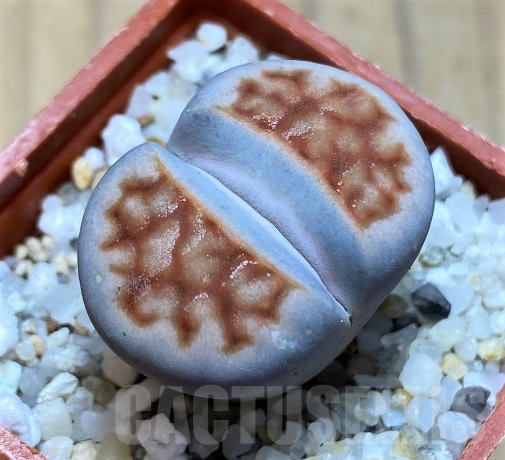 SH21795 Lithops karasmontana 'Lateritia'