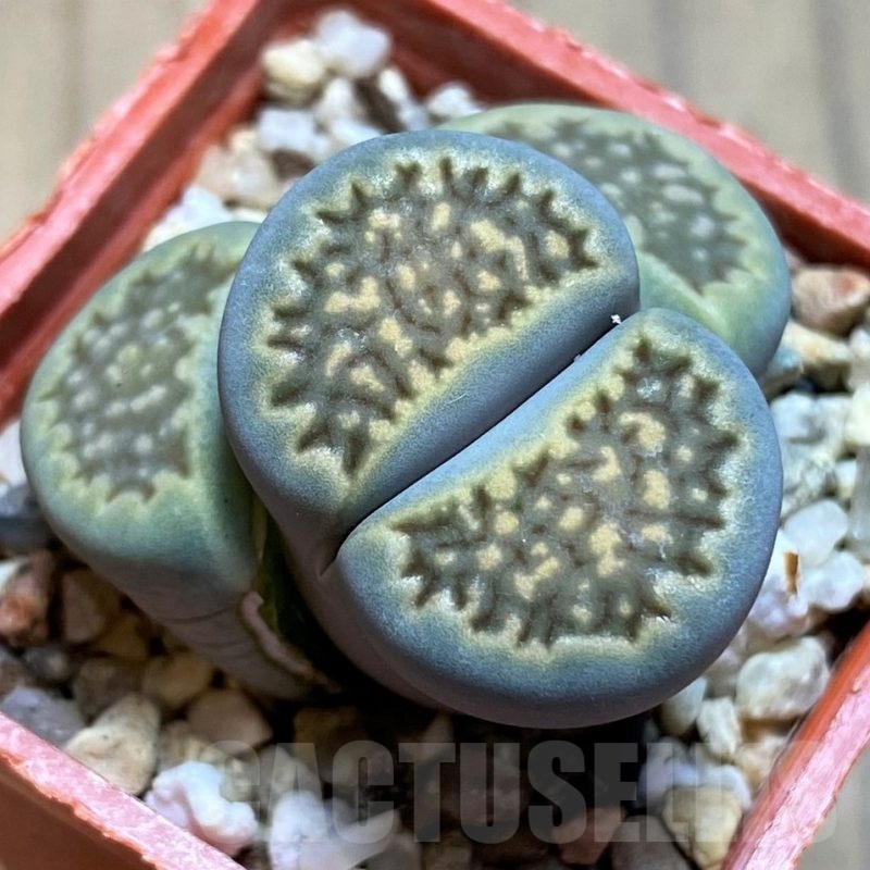 SH21796 Lithops halii C111A