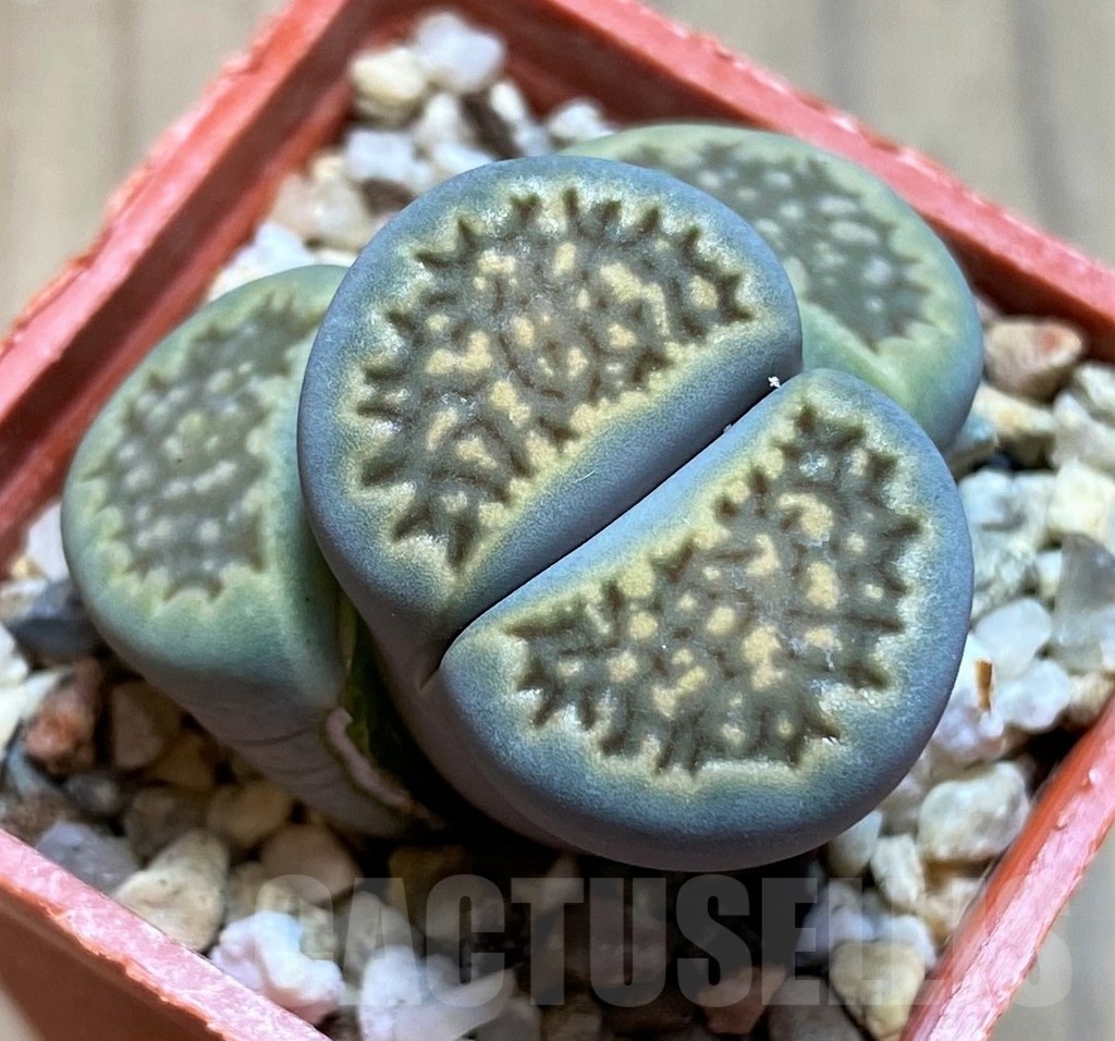 SH21796 Lithops halii C111A