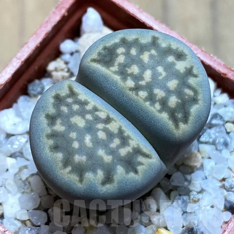SH21797 Lithops halii C111A