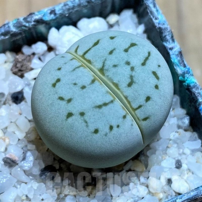 SH21798 Dinteranthus vanzylii 'Emerald' -Grey-