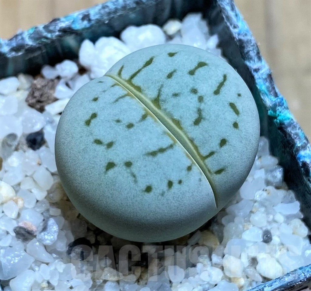 SH21798 Dinteranthus vanzylii 'Emerald' -Grey-